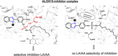 Graphical abstract: Exploring allosteric properties of mammalian ALOX15: octyl (N-(4-(benzofuran-2-yl)-2-methoxyphenyl)sulfamoyl)- and octyl (N-(4-(1H-indol-2-yl)-2-methoxyphenyl)sulfamoyl)carbamates as ALOX inhibitors