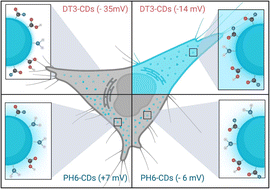 Graphical abstract: Surface charge dictates the mechanism of cellular uptake of fluorescent amine passivated carbon dots