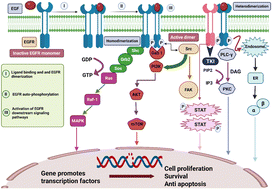 Graphical abstract: Current progress of 1,2,3-triazole hybrids as EGFR inhibitors for cancer therapy – a literature review