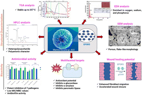 Graphical abstract: Multifunctional bioactivity of marine-derived exopolysaccharide EPSR5 from Kocuria sp. AG5: insights into structural and broad-spectrum biomedical applications
