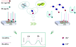Graphical abstract: Liquid exfoliated graphene@Ti3C2 MXene based dual-signal aptasensing interface for Cd2+ and Pb2+ simultaneous detection in water and vegetables