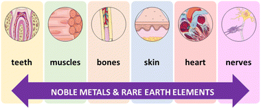 Graphical abstract: Role of noble and rare earth metals in bioactive materials for medical applications in tissue engineering