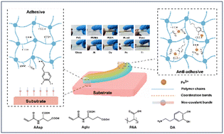 Graphical abstract: Tough dual-network Janus hydrogel patch for universal and reversible adhesion