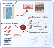 Graphical abstract: Lumbrokinase-loaded GelMA hydrogels with inflammatory regulatory capacity promote vascularized bone regeneration in critical-sized cranial defects