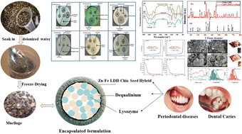 Graphical abstract: Lysozyme-dequalinium encapsulation in a Zn–Fe LDH–chia seed matrix for enhanced antimicrobial dental therapeutics