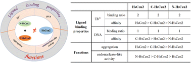 Graphical abstract: Properties of human centrin 2 and cooperative effects between the N- and C-terminal domains