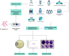 Graphical abstract: Production, characterization, and antimicrobial activity of polyhydroxyalkanoates synthesized by Bacillus species against skin pathogens