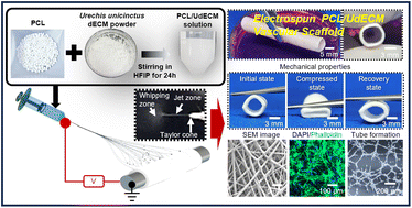 Graphical abstract: Fabrication and characterization of electrospun polycaprolactone/Urechis unicinctus derived-ECM composite scaffolds for small-diameter vascular grafts