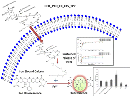 Graphical abstract: Desferrioxamine mesylate encapsulated novel chitosan based polymeric nanocomposites: insights into drug interaction, biocompatibility, cytotoxicity, cell permeability, antioxidant and controlled release properties