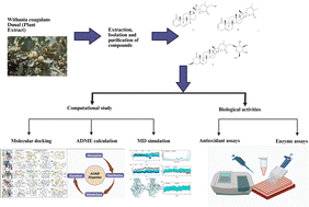 Graphical abstract: Isolation and characterization of bioactive constituents from Withania coagulans Dunal with antioxidant and multifunctional enzyme inhibition potential, supported by docking, MD, and DFT studies