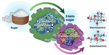 Graphical abstract: Biocatalytic cascade combining an engineered pyranose 2-oxidase and transaminases for the synthesis of amino sugars