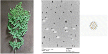 Graphical abstract: Biogenic synthesis and antimicrobial properties of rare-earth element nanoparticles using Moringa oleifera