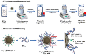 Graphical abstract: Synthesis and characterization of fluorescent magnetic nanoparticles: a dual-function platform for DNA separation and real-time visualization