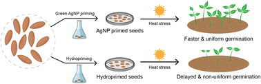 Graphical abstract: Green-synthesized silver nanoparticles for improved heat stress resilience and germination in potato seeds
