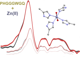 Graphical abstract: The structure of complexes between zinc(ii) cations and histidine-rich repeats from the unstructured N-terminal domain of human prion protein