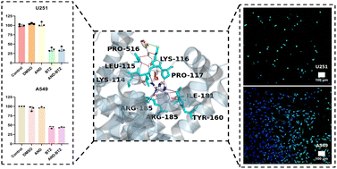 Graphical abstract: Dynamic covalent interaction induced formation of a bortezomib–andrographolide complex and construction of the dual-drug delivery system