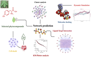 Graphical abstract: Integrative network pharmacology and molecular dynamics analysis of Ceiba pentandra compounds with experimental support for colorectal cancer therapy