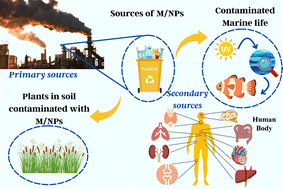 Graphical abstract: The role and significance of graphene oxide in the remediation of micro- and nanoplastics from the environment