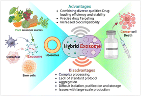 Graphical abstract: Hybrid exosomes: a rising horizon for precision cancer therapy