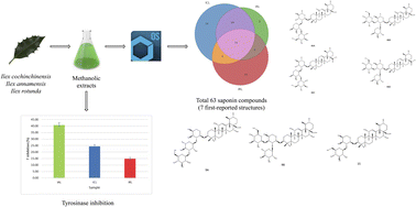 Graphical abstract: UHPLC-ESI-QTOF-MS/MS profiling of saponins and tyrosinase inhibitory activity of Ilex cochinchinensis, Ilex annamensis, and Ilex rotunda leaves from Vietnam