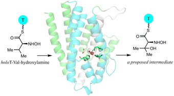 Graphical abstract: Structural basis of a 2-oxoglutarate-dependent heme-oxygenase-like enzyme HamA in fragin biosynthesis