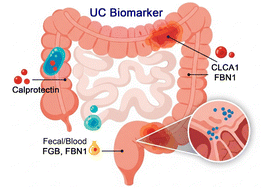 Graphical abstract: Quantitative proteomic and glycoproteomic analysis identifies CLCA1, FBN1, and FGB as potential biomarkers for ulcerative colitis