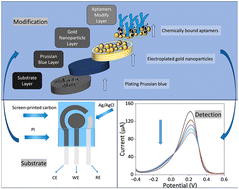 Graphical abstract: A highly sensitive label-free aptamer sensor for timely detection of human serum albumin
