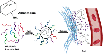 Graphical abstract: Enhancing amantadine delivery through PLGA micelles: a novel approach using oleic acid and Pluronic F68 for sustained release and reduced toxicity