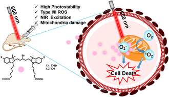 Graphical abstract: A dual-type I/II NIR photosensitizer for effective cancer photodynamic therapy with enhanced ROS generation