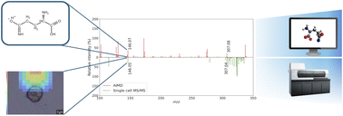 Graphical abstract: Single-cell metabolite annotation by tandem mass spectrometry imaging and ab initio molecular dynamics-based fragmentation
