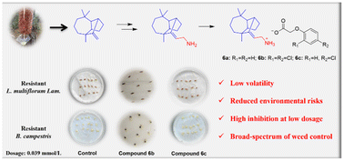 Graphical abstract: Novel phenoxyacetic herbicides synthesized from longifolene-derived primary amine for sustainable weed management