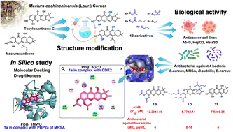 Graphical abstract: Structural modifications of toxyloxanthone C and macluraxanthone isolated from Maclura cochinchinensis: cytotoxicity, antibacterial activity, and in silico studies