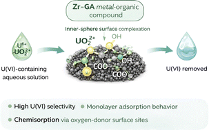 Graphical abstract: Zr-gallic acid based metal organic compound as adsorbent for extraction of uranium(vi) from nitrate solution: adsorption behaviors and mechanisms