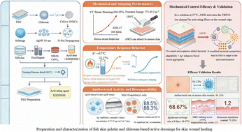 Graphical abstract: Preparation and characterization of fish skin gelatin and chitosan-based active dressings for skin wound healing