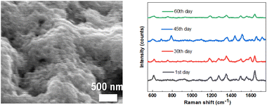 Graphical abstract: Research on developing SERS substrates based on a ZnO porous membrane decorated with silver nanoparticles aimed at detecting low concentrations of Rhodamine B