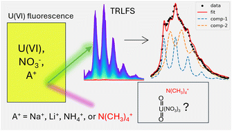 Graphical abstract: Spectroscopic investigation of cation effects in U(vi)-NO3− complexation in aqueous solutions