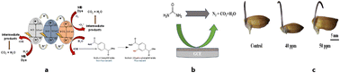 Graphical abstract: Improved photocatalytic activity and enhanced germination rate of Oryza sativa and urea sensor development utilizing fabricated NiO·SrCO3·ZnO nanomaterials