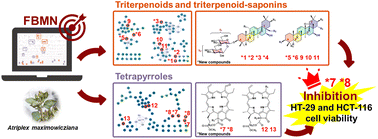 Graphical abstract: Coastal halophyte plant Atriplex maximowicziana with previously undescribed terpenoids and anti-colorectal cancer chlorophyll stereoisomers utilizing a molecular networking approach