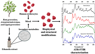 Graphical abstract: Biophysical and structural modifications on human erythrocytes induced by ethanolic extracts of Ruta graveolens, Artemisia ludoviciana, and Lippia graveolens: a study by ATR-FTIR spectroscopy