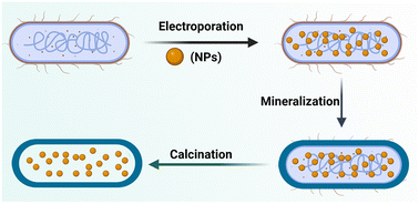 Graphical abstract: Sequential electroporation and biomimetic mineralization on an E. coli biotemplate: green synthesis of functional porous hollow calcium phosphate capsules
