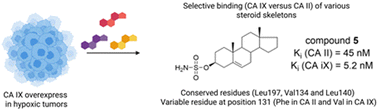 Graphical abstract: Steroidal A/B-ring fusion as a strategy for isoform-selective inhibition of human carbonic anhydrases