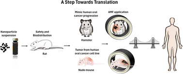 Graphical abstract: Preclinical validation of magnetic hyperthermia therapy for locally advanced oral cancer treatment