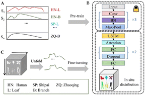 Graphical abstract: DeepPHSI: attention-driven CNN-LSTM fusion for hyperspectral origin traceability across Pogostemon cablin batches