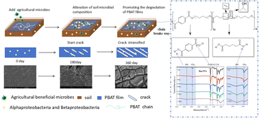Graphical abstract: Agricultural beneficial microbes accelerate soil degradation of poly(butylene adipate-co-terephthalate) (PBAT) films