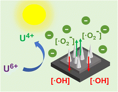 Graphical abstract: Construction of recyclable homogeneous heterogeneous nanocones for enhanced photocatalytic uranium removal
