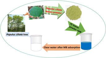 Graphical abstract: Unveiling the adsorptive potential of Populus ciliata leaf powder for methylene blue removal from environmental samples