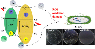 Graphical abstract: Fabrication of CuO/BiVO4 composites for enhanced visible-light-driven photocatalytic antibacterial activity
