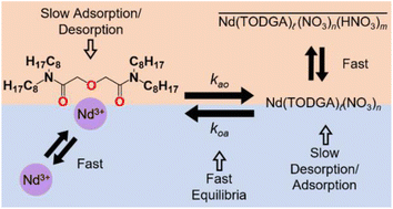 Graphical abstract: A kinetic interpretation of the effect of extractant and acid on neodymium(iii) extraction by a diglycolamide