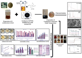Graphical abstract: Green-synthesized cardamom-modified iron oxide nanoparticles with potent antibacterial, antioxidant, anti-inflammatory, and anticancer activities