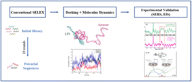 Graphical abstract: Accelerated aptamer selection via SELEX and molecular simulations for lipopolysaccharide detection